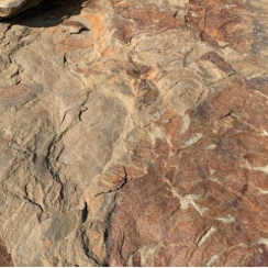 Дракон золотой